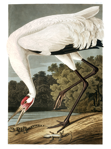 Whooping Crane